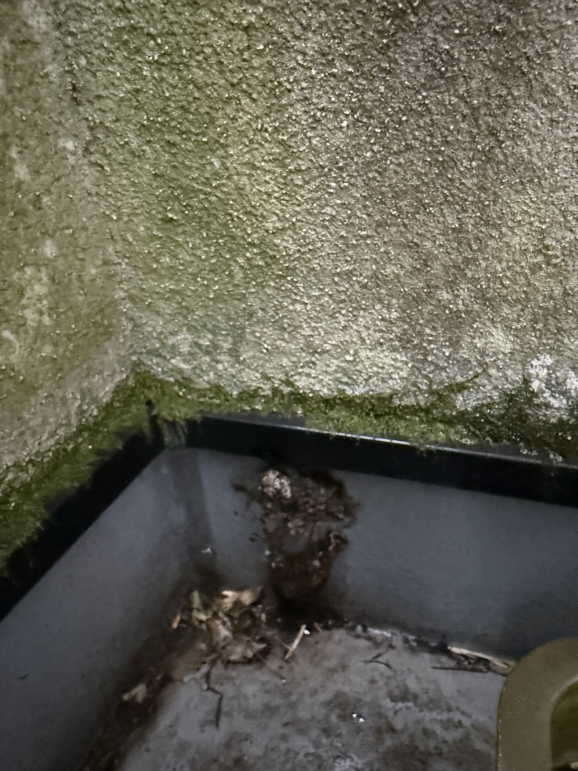 笠岡市東大戸 ベランダの物陰に作られたアシナガバチの巣